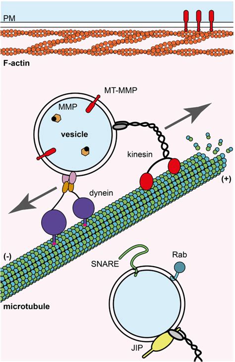 Cytoskeletal And Vesicle Components Involved In Mmp Trafficking