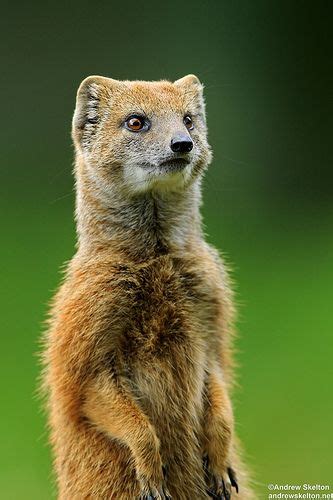 Funny Wildlife Yellow Mongoose By Andrew Skelton Photography Pet
