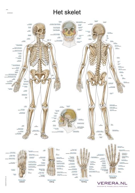 Anatomie Poster Skelet Nederlands Ophangsysteem Vereranl