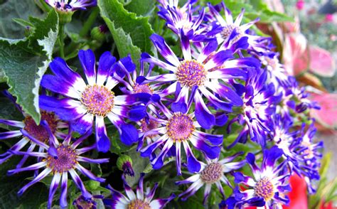Choose from a curated selection of flower wallpapers for your mobile and desktop screens. Bright Flower Wallpapers - Wallpaper Cave