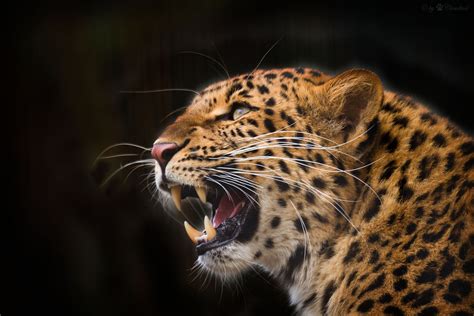 4k Big Cats Leopards Roar Whiskers Head Hd Wallpaper Rare Gallery