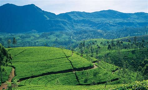 Ceylon Tea Lakpura