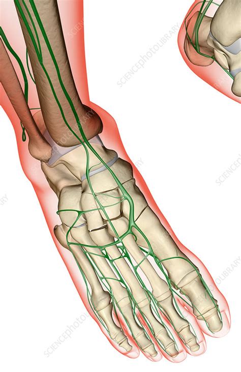 The Lymph Supply Of The Foot Stock Image F0016836 Science Photo