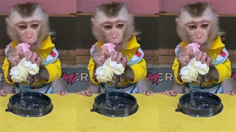 Funny Baby Monkey Eating Sound Cute Animal Asmr 🐵 Best Tiktok January