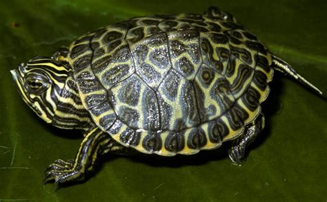 PETS: Types of Turtles