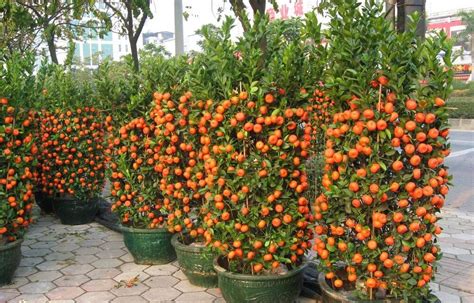 How To Grow Tangerines In Pots Plant Instructions