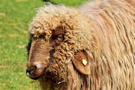Schaf Wolle Tier · Kostenloses Foto Auf Pixabay