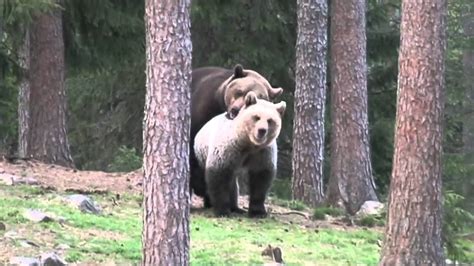 Brown Bears Mating In Finland Spring 2009 Youtube