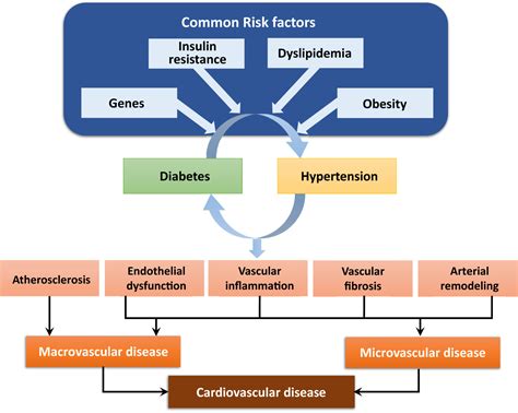 Diabetes Hypertension And Cardiovascular Disease Clinical Insights