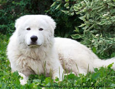 The Maremma Sheepdog A Large White Italian Breed