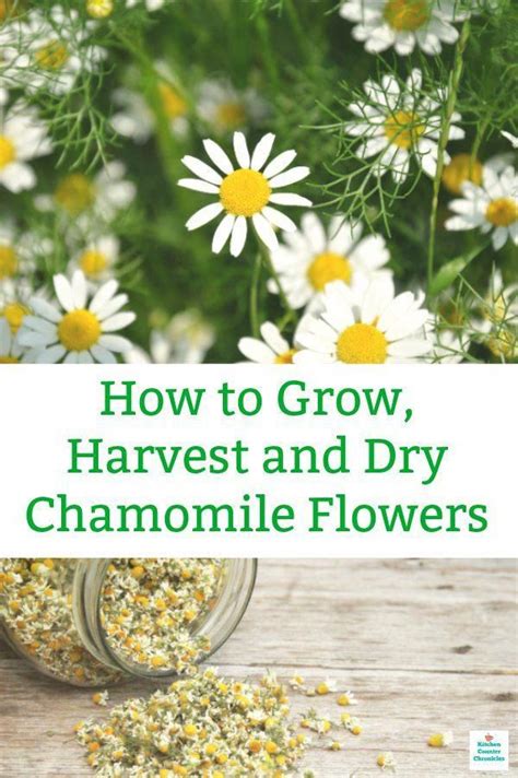 How To Grow Chamomile From Seed Indoors Home And Garden Reference
