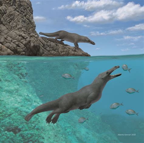 Prehistoric Four Legged Whale Found On Peruvian Coast •