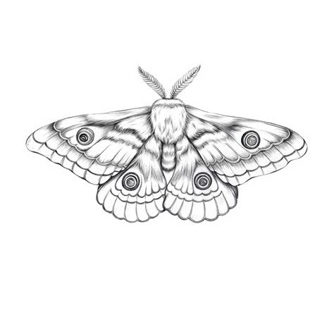Illustration Moth Tattoo Design Moth Illustration Moth Tattoo