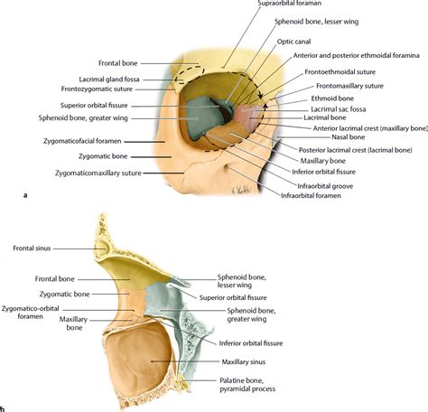 Orbital Bone Anatomy
