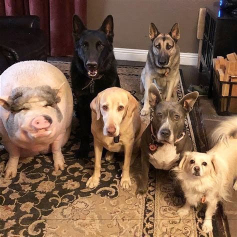 Pet Pig Grows Up With Dogs And Thinks Hes Just Like His