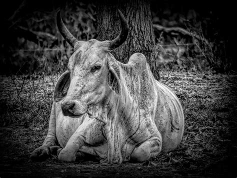 Black And White Brahman Cow With Horns Photograph By Joan Stratton Fine Art America