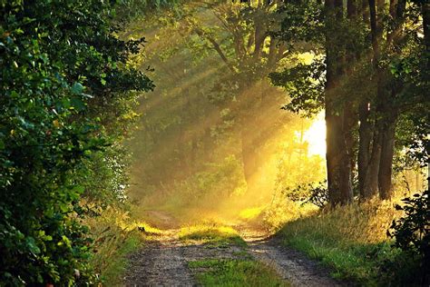 Hd Wallpaper Forest Fog Path Sunday Rays Forest Path Colourless
