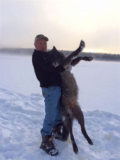 Wolf hunting and trapping can be an emotionally charged topic. Wolf Hunting in BC, Winter Wolf Hunt, Hunting Package ...
