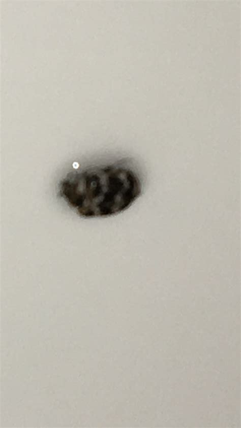 Tiny Beetles In My Bathroom 545535 Ask Extension