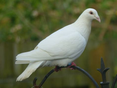 Birding For Pleasure White Dove In My Garden