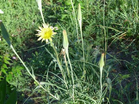 I always feel that in providing the right environment and such for a plant it greatly helps a gardener to try to visualize the original environment that the plant grows in, in the wild. Outside My Window » A Goat's Beard
