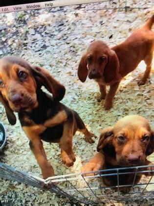 We do not sell to pet brokers or pet stores. Bloodhound Puppies For Sale | Jacksonville, FL #210977