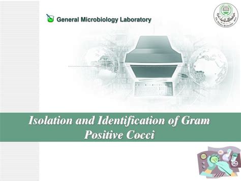 Ppt Isolation And Identification Of Gram Positive Cocci Powerpoint Presentation Id369391