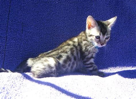 We voluntarily comply with all of the tica and tibcs cattery recommendations; Silver Bengal Kitten FOR SALE ADOPTION from Fort ...