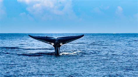 Where To Go Whale Watching In Sri Lanka Rough Guides