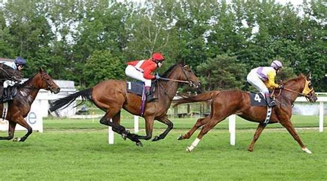 Gallop Animal Locomotion