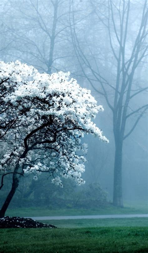 Foggy Weather In The Spring Forest Desktop Wallpapers 600x1024