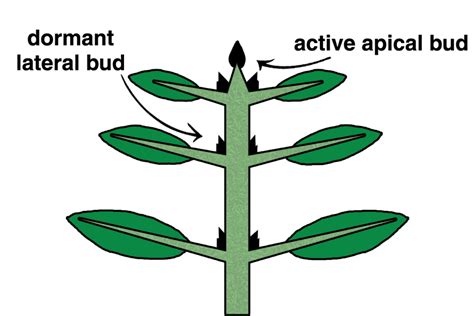 Three Roles Of The Auxin Plant Hormone General Hydroponics