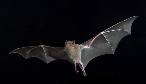 The Occasional Bat On Twitter Bat Flying Bat Bat Photos