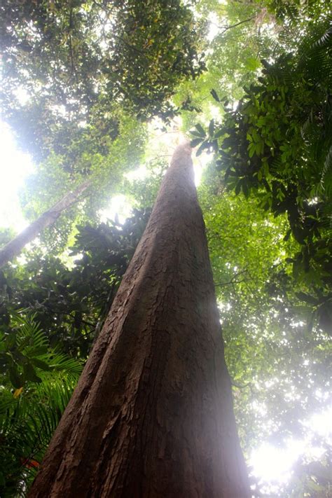 This rubber tree still stands today in the compound of the kuala kangsar city hall (majlis perbandaran kuala kangsar). Ulu Kenas, Kuala Kangsar - Kawasan Perkelahan Yang Tidak ...