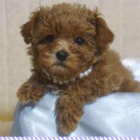 Adhering to a normal grooming plan will help make you can check out all the available maltipoo pups for sale and reach us to any further query. Teacup maltipoo! | >> Puppies