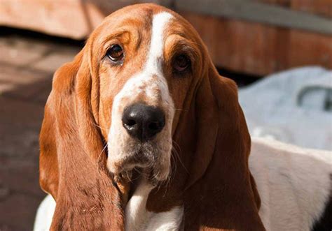 Basset Hound Dog Breed Characteristic Daily And Care Facts