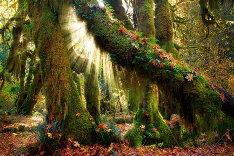 Enchanted Forests Of The World