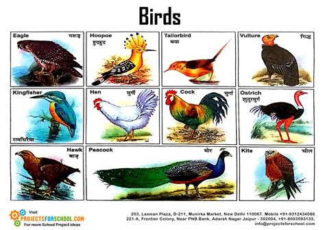 Kids Science Projects Birds Pictorial 2 Free Download