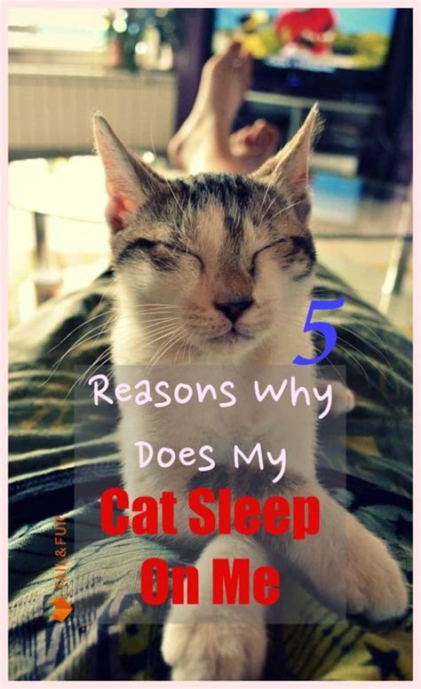 Maybe you would like to learn more about one of these? 5 Reasons Why Does My Cat Sleep On Me