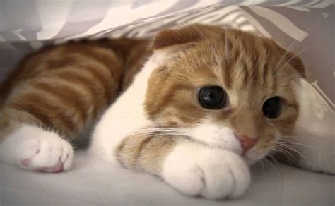 Truncating legs designed for speed and leaping to the point of near uselessness is horrifying. Scottish fold kittens breed is the cutest in the world ...