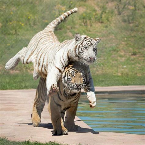 Psbattle Tiger Leapfrog Rphotoshopbattles