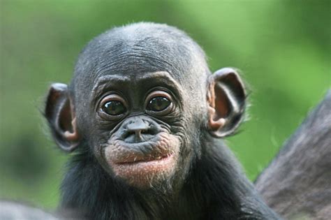 The time from exposure to onset of symptoms is around 10 days. Here's What You Need To Know About Monkeypox - Malaysia ...