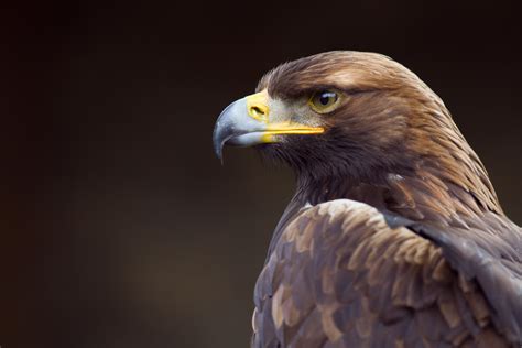 9 Curiosidades De La Visión Del águila Real Mis Animales