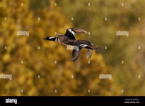 Hooded Merganser Ducks In Flight Stock Photo Alamy