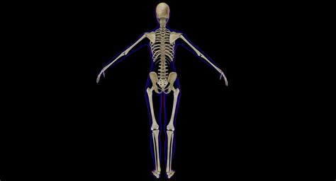 Female X Ray Skeleton With Skin 3d Model By Dcbittorf
