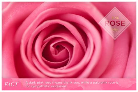 Rose Color Meanings - FTD.com | Rose color meanings, What is pink, Color meanings