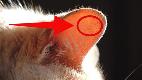 Your vet will examine your cat and use an otoscope to find. Swollen Ear Flap On Cat - toxoplasmosis