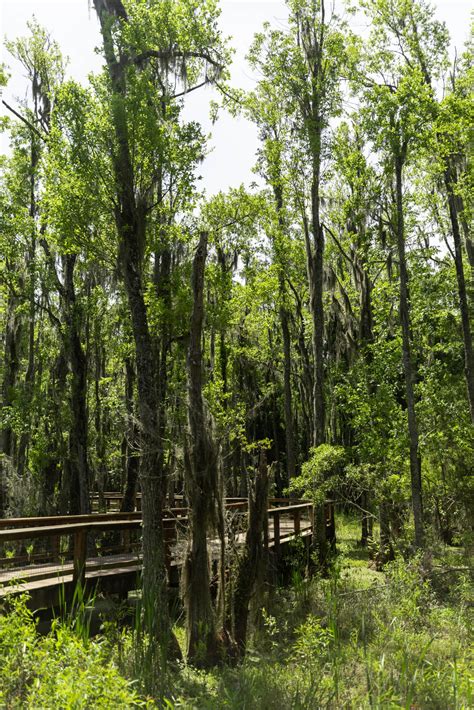 Audubon Swamp Garden In Charleston Annie Fairfax