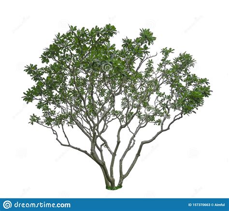 Single Green Tree Isolated An Evergreen Leaves Plant Die Cut On White