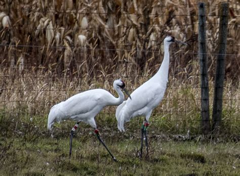 Whooping Crane Grus Americana A Photo On Flickriver